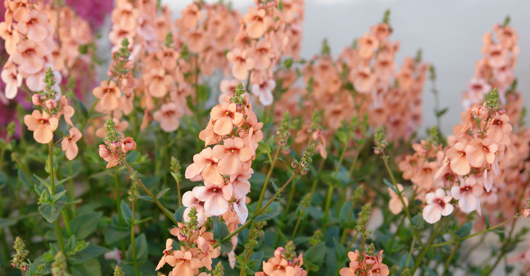 Penhow Diascia