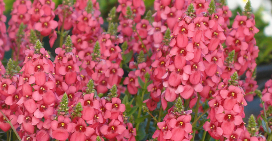 Penhow Diascia