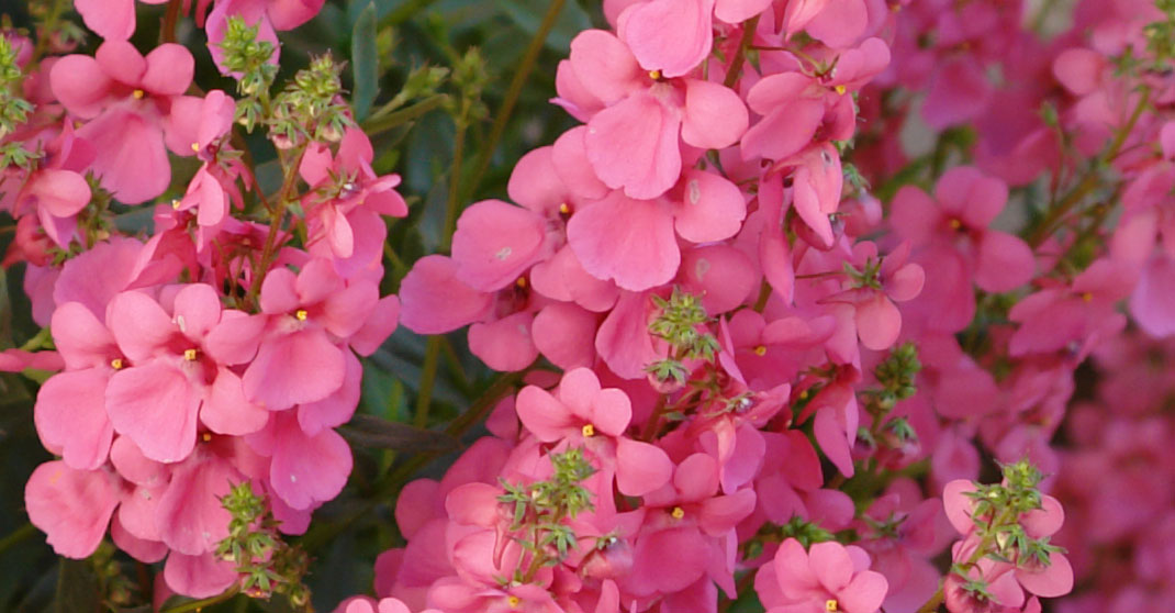 Penhow Diascia