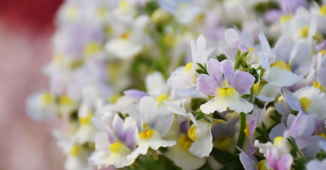 Penhow Nemesia