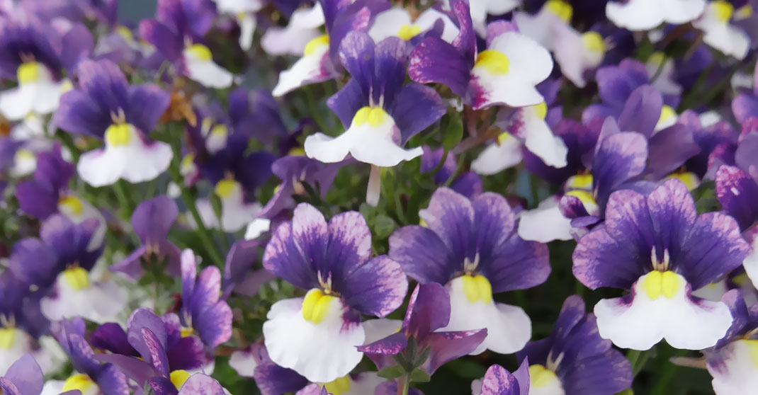 Penhow Nemesia