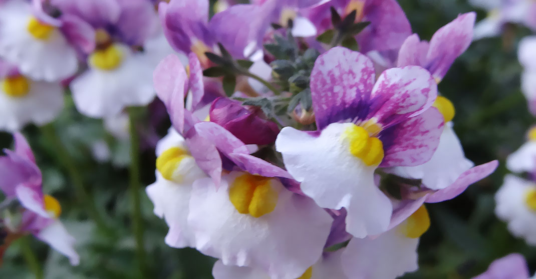 Penhow Nemesia