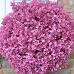 diascia little dancer