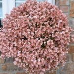 diascia little dazzler