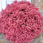 diascia little dreamer