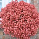 diascia little drifter