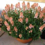 diascia tower of flowers aurora apricot