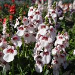 diascia tower of flowers aurora cherry blossom