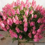 diascia tower of flowers aurora light pink