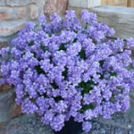Penhow Nemesia Blue Lagoon
