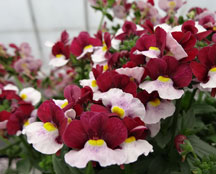 Penhow Cherry Nemesia Collection