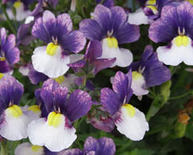 Penhow Little Dragon Nemesia Collection