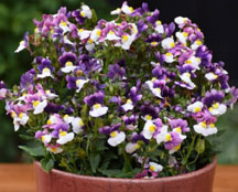 Penhow PenPals Nemesia Collection