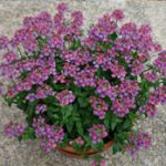 Nemesia Penhow Pink Lagoon