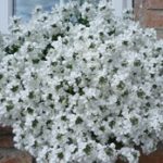 Nemesia Penhow White Lagoon