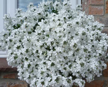 Penhow Lagoon Nemesia Collection